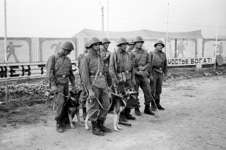 Soldados con perros buscaminas